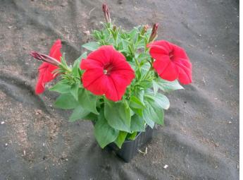 Potunia Red